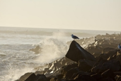Sea gull watching the waves on Heceta Beach near Florence, Oregon during February 2012