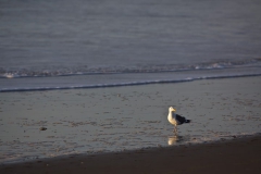 Sea gull watching the waves on Heceta Beach near Florence, Oregon during February 2012